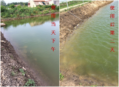 肥水困難、藻類(lèi)缺乏處理前后效果